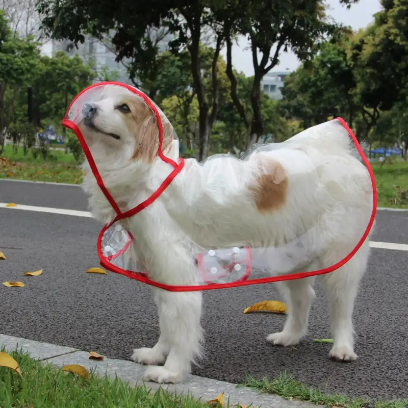Chien dans un harnais rouge mettant en valeur le design efficace d’un imperméable transparent pour chien