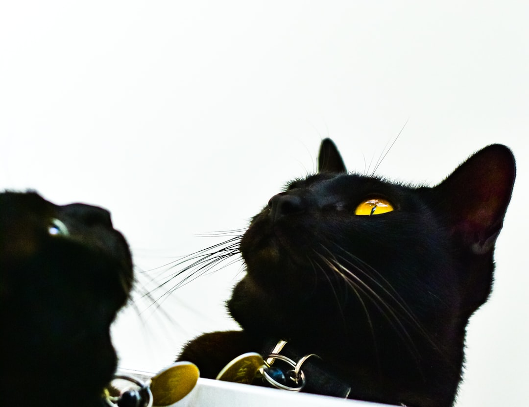 Come allontanare i gatti definitivamente con metodi naturali