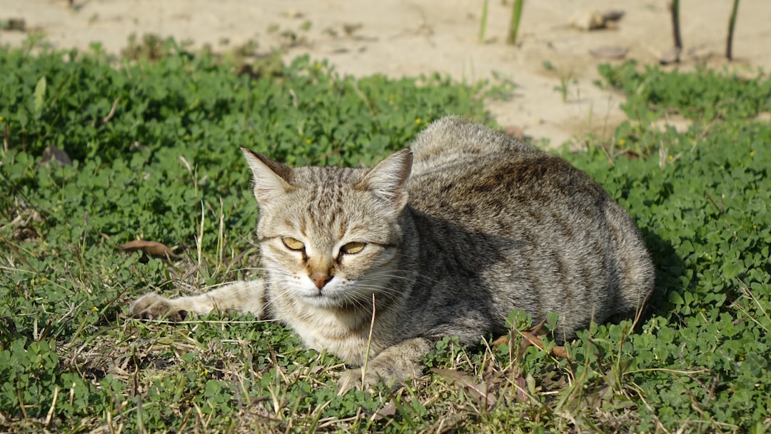 Come un gatto in tangenziale spiegato dalla scienza