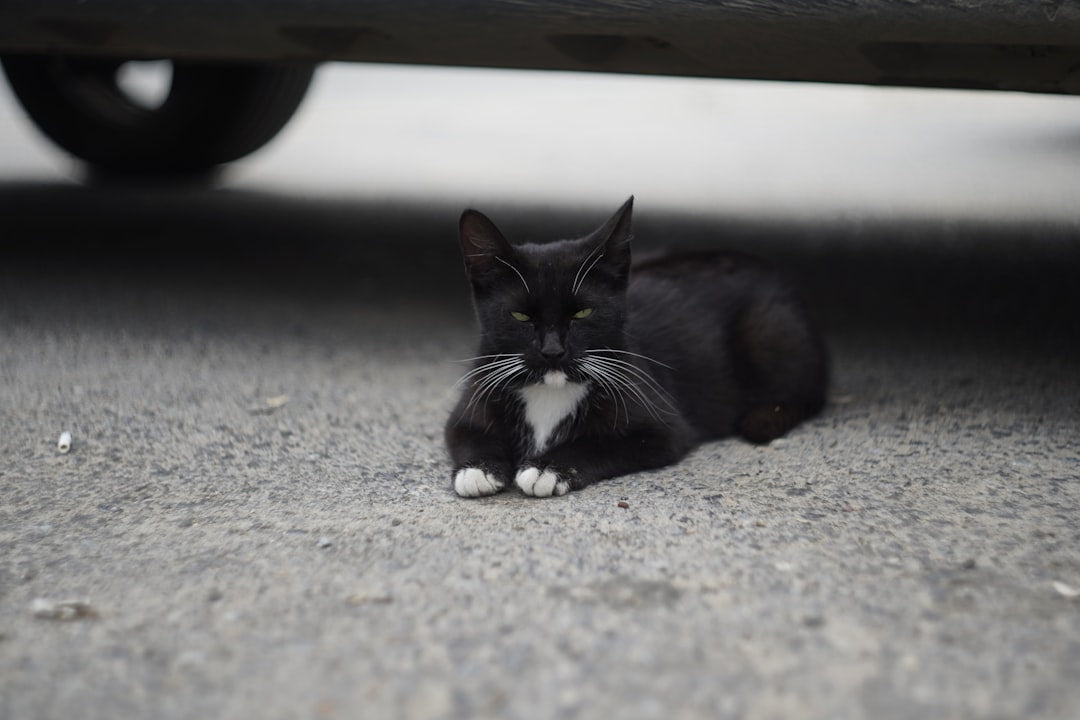 حقائق علمية مذهلة عن القط السيبيري وتكوينه الجيني