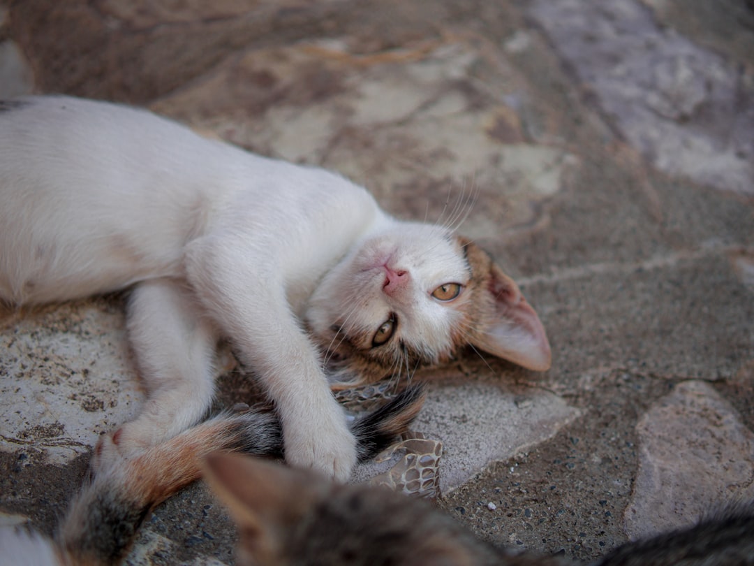 Quanto costa un gatto Analisi scientifica dei costi reali