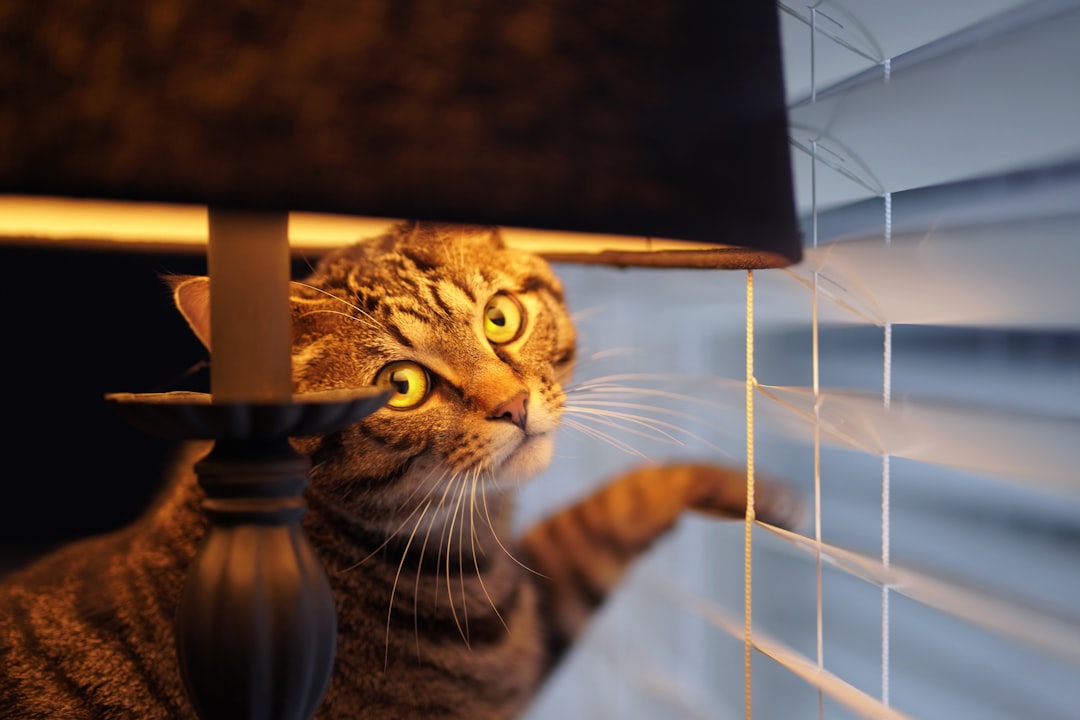 Hvornår er en kat voksen ifølge videnskaben