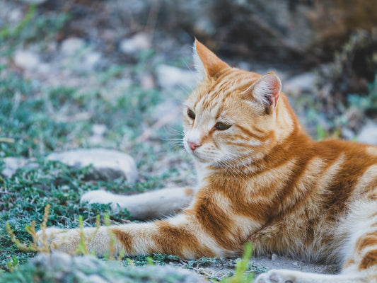 Quante vita hanno i gatti Scienza e miti a confronto