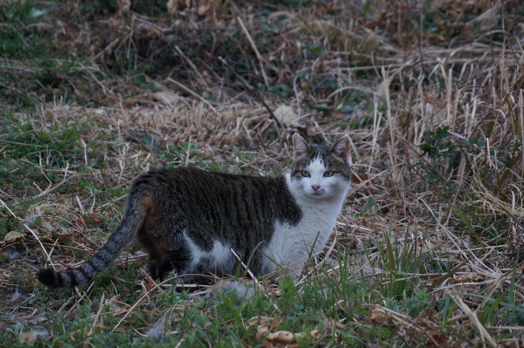 Come allontanare i gatti che fanno la cacca in giardino