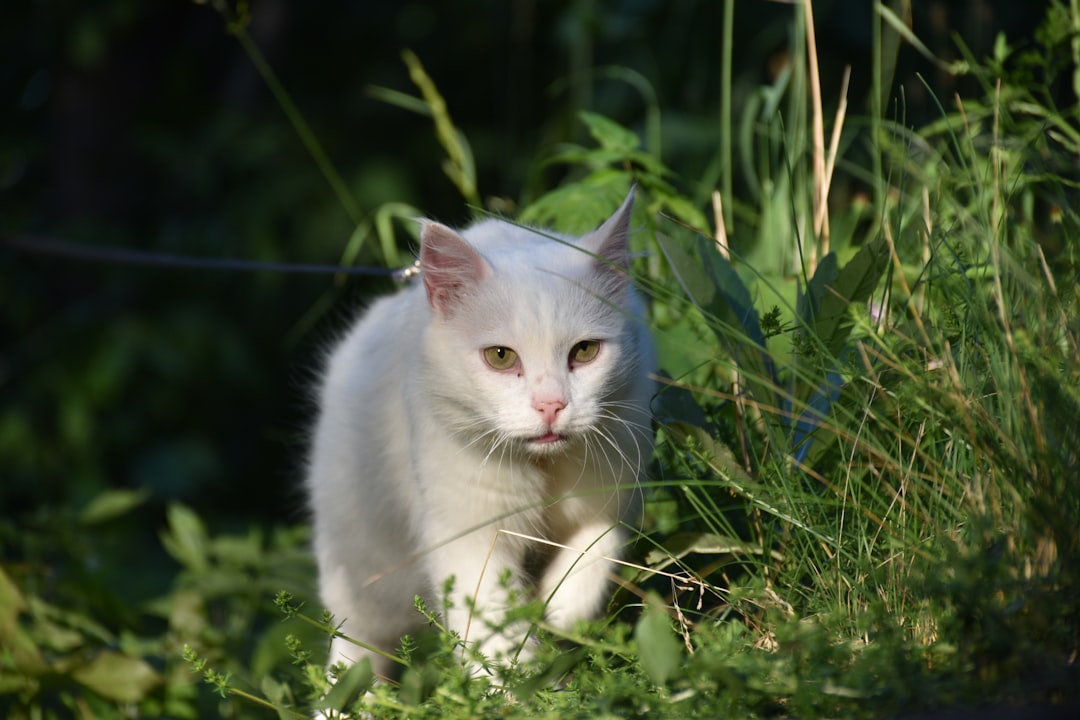 Come tagliare le unghie al gatto secondo la scienza