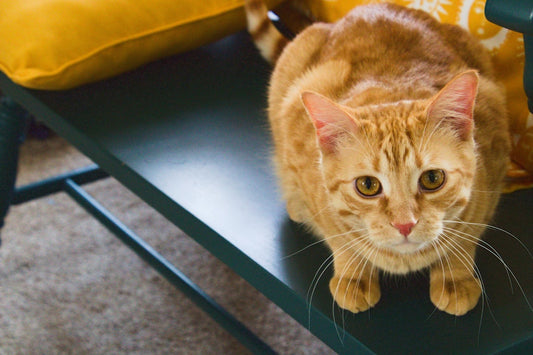 Analisi sociale di Come un gatto in tangenziale 2