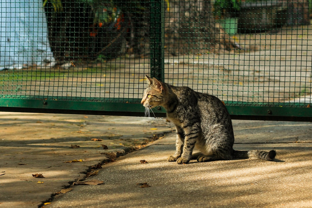 Bilimsel İnceleme ile Otomatik Kedi Tuvaleti Seçimi