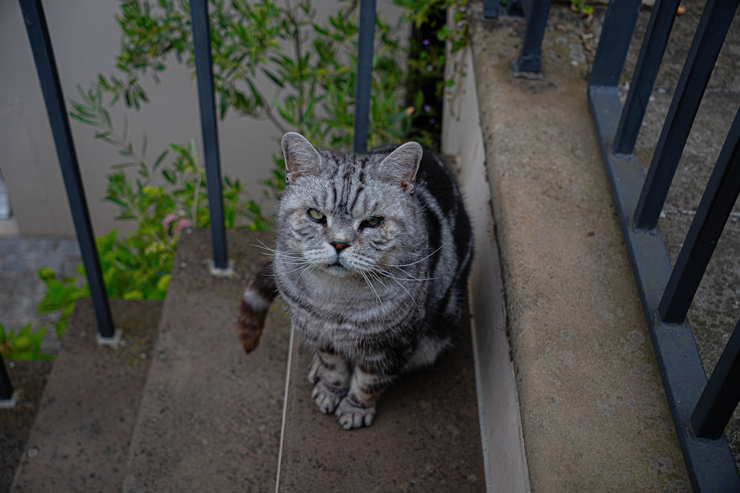 Rüyada Yavru Kedi Görmek Ne Anlama Gelir Bilimsel Yorum