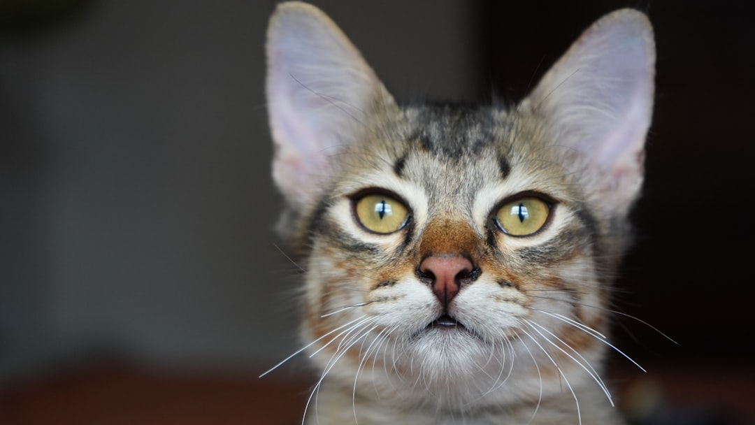 Quanto costa la sterilizzazione di un gatto spiegato dagli esperti