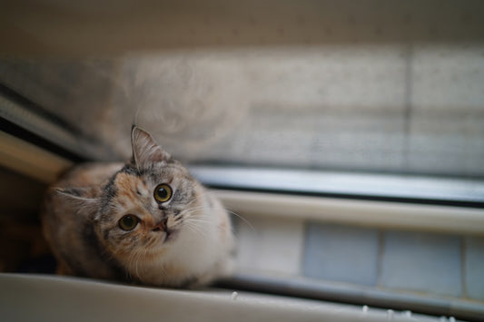 Come capire se un gatto è maschio o femmina in modo scientifico