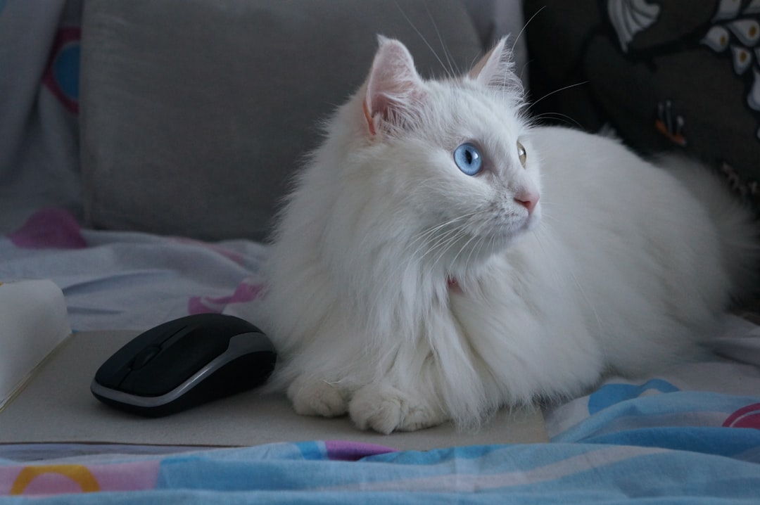 Ako zistiť či je mačka tehotná podľa vedeckých znakov