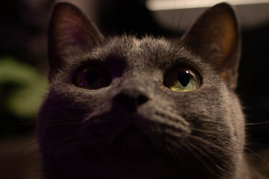 Come disegnare un gatto spiegato dalla scienza del tratto