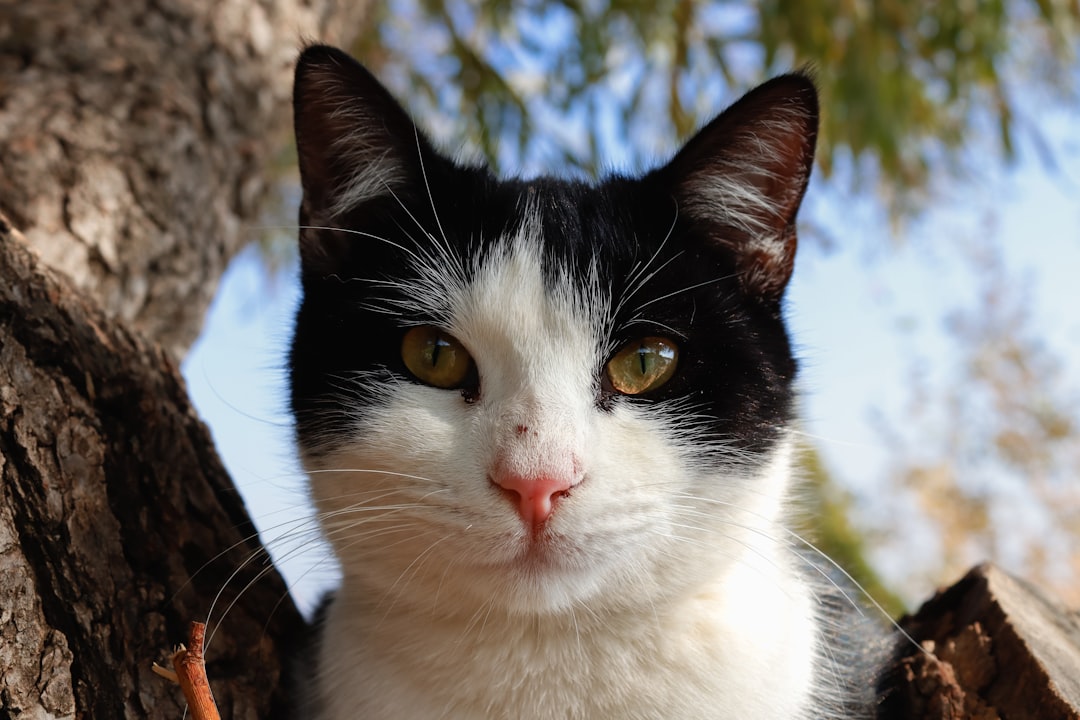 Hvad siger en kat Forskning i kattens kommunikation