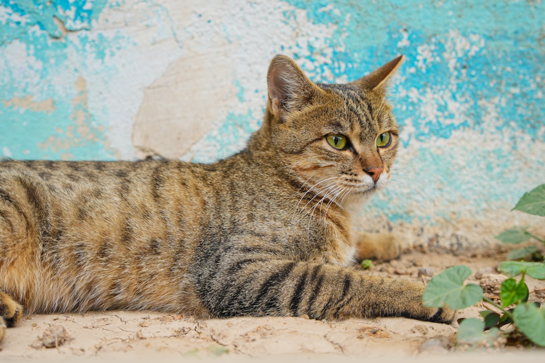 Wetenschappelijke kijk op De kat in de wijngaert