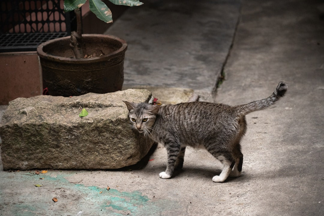 Was kostet eine Katze zu kastrieren Wissenschaft erklärts