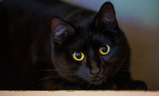 Cosa mangia un gatto Alimentazione corretta e nutrienti fondamentali