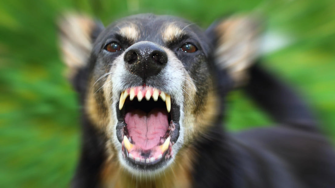 Chien aboie fort avec la bouche grande ouverte - Comprendre l’aboiement excessif des chiens.