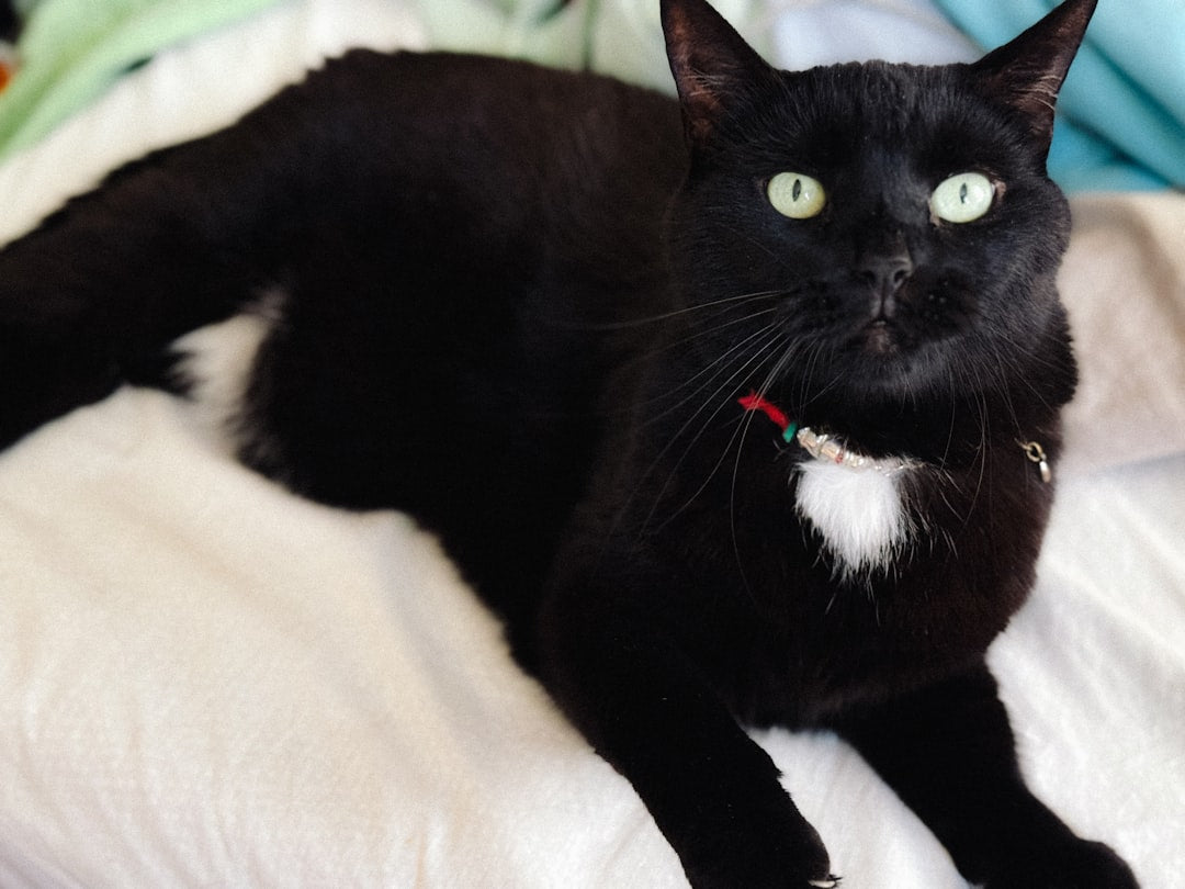 Quanto dura il calore di un gatto Spiegazione scientifica completa