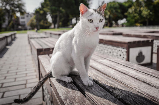 Come un gatto in tangenziale ritorno a Coccia di Morto spiegato dalla scienza
