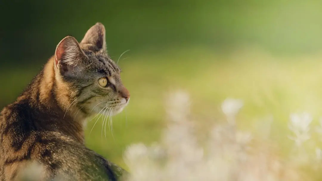 Un chat tigré observant attentivement près de la Kas van Kaat.