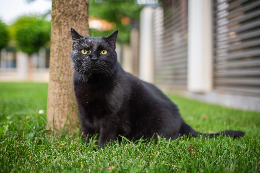 Hvor lenge er en katt gravid En vitenskapelig forklaring