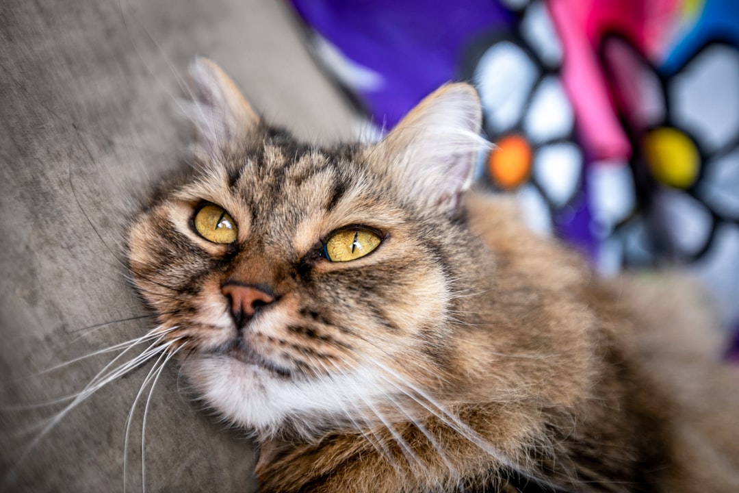 Vad kostar det att avliva en katt En vetenskaplig prisguide