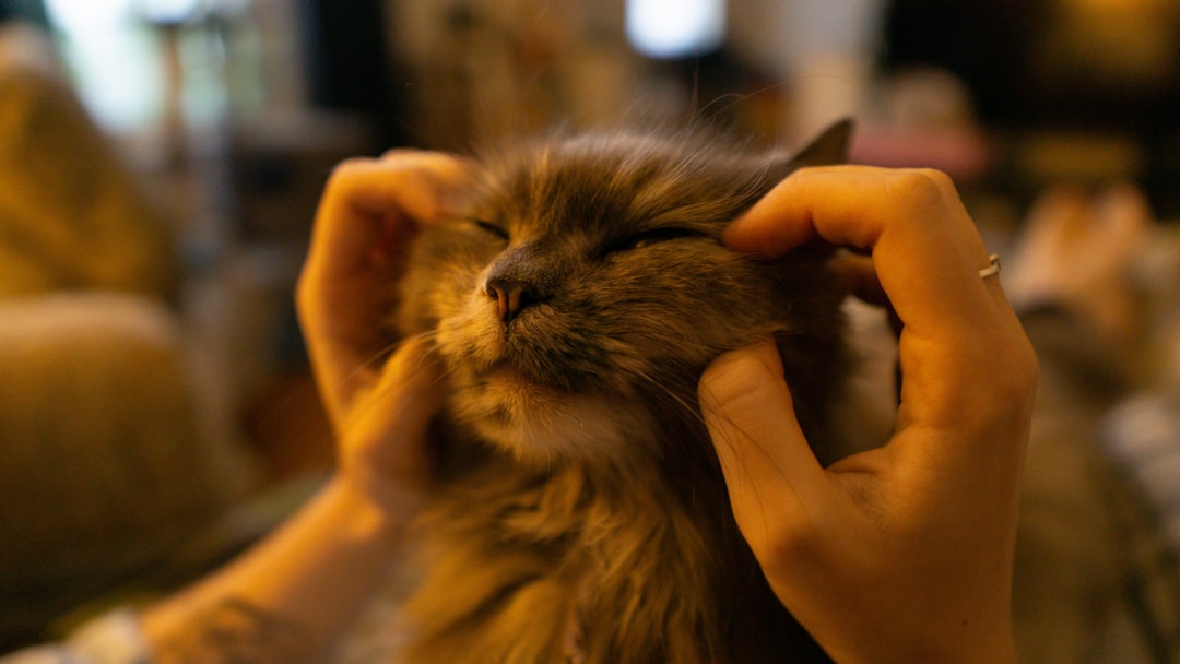 Come si dice un gatto nel carbone in tedesco spiegato科学amente