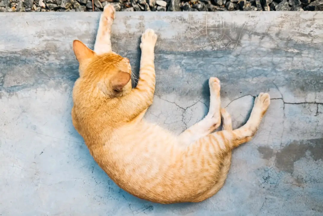 Chat orange tabby s’étendant, illustrant la durée de vie des félins.