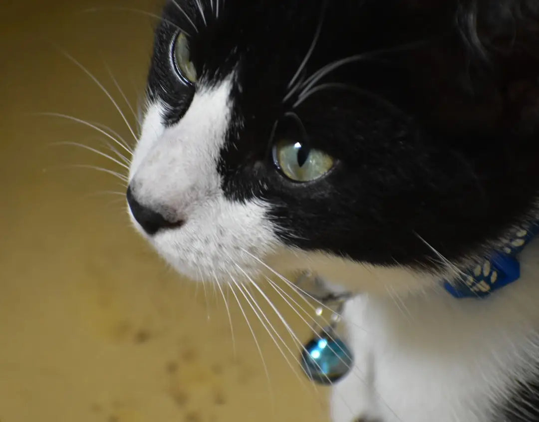 Chat noir et blanc avec un collier bleu et une cloche pour rüyada kedi görmek.