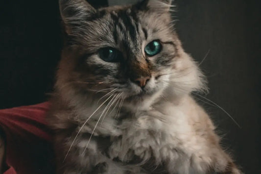 Chat gris tabby duveteux aux yeux verts perçants illustrant comment voit un chat.