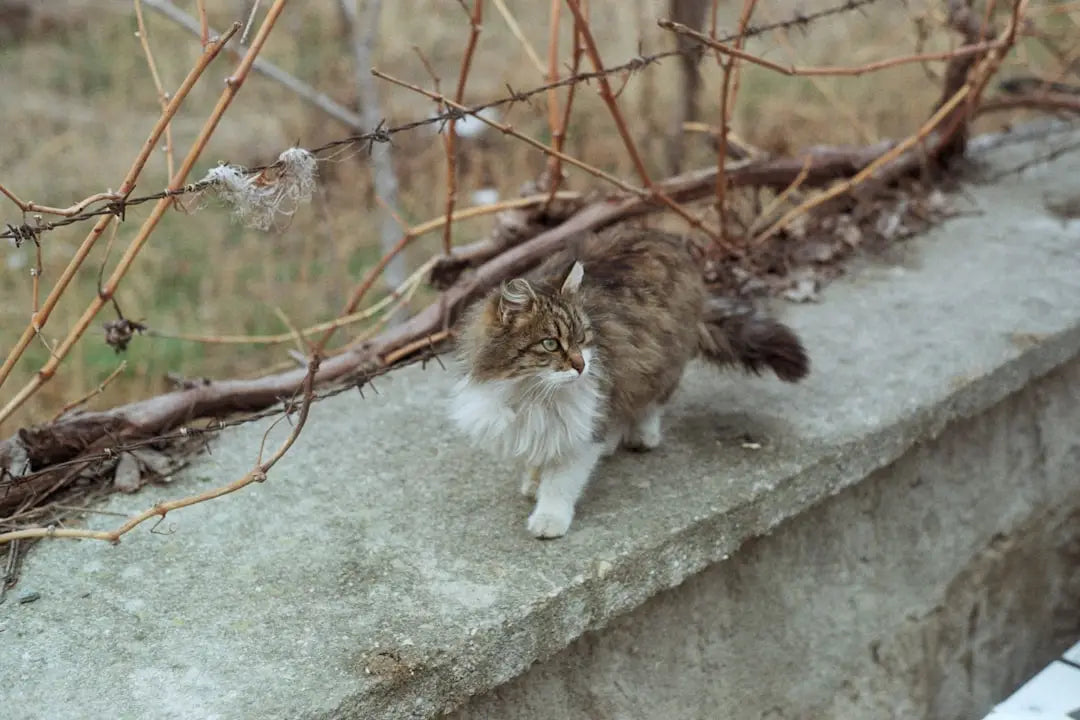 Un chat tabby fluffy avec des pattes blanches pendant la grossesse.