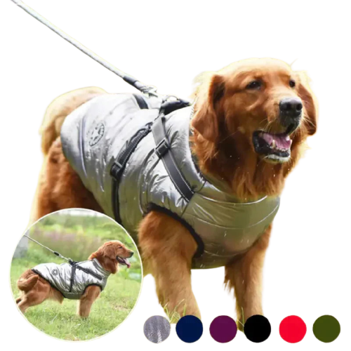 Chien en manteau confort - Integrated Harnais for Promenades Transparent Background