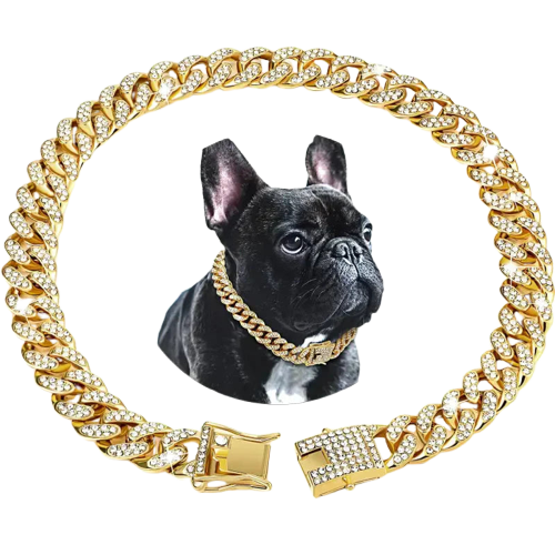 Gros plan d’un chien dans une chaîne cubaine ornée Collier de chien avec chaîne en or et photo de chien Transparent Background