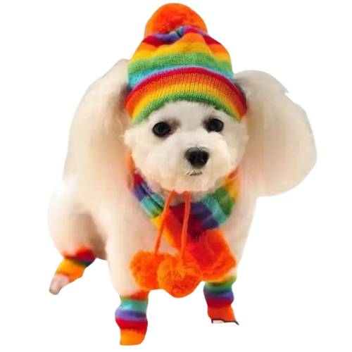 Bob pour Chien d’Hiver (chapeau + écharpe + chaussettes) Transparent Background