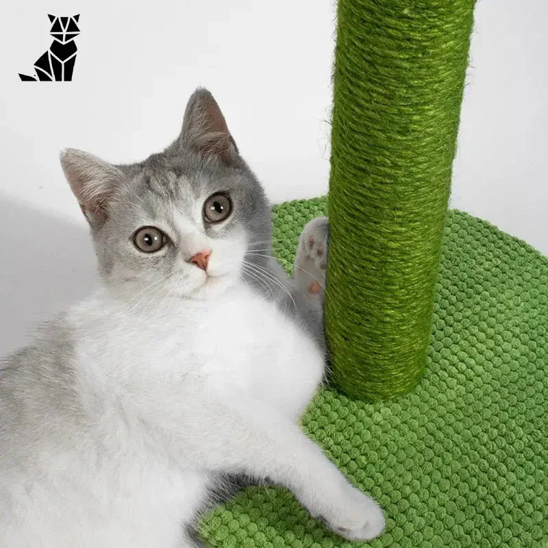 Chat assis sur un tapis vert avec Cactus Cat Tree : arbre à chat, chat cactus, planche à gratter