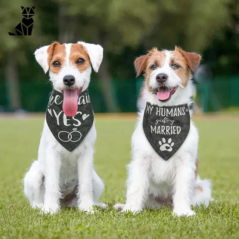 Deux chiens qui profitent de moments privilégiés en portant des bandanas élégants de Stylish Dog Bandana