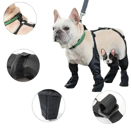 Chien portant harnais, laisse et meilleures bottes pour promeneur actif Transparent Background