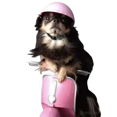 Casque pour Chien Biker Transparent Background