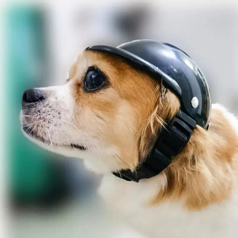 Chien portant un casque de moto noir de la collection Casque de moto pour animaux