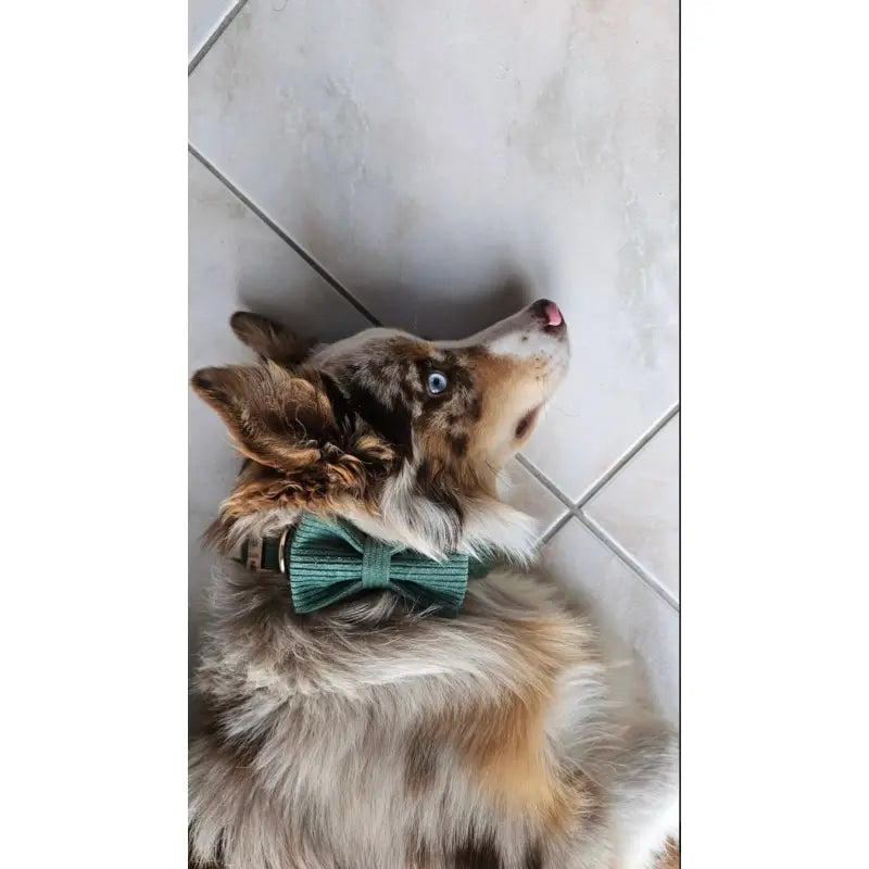 Kit Complet Chien Personnalisé Velours Côtelé Vert