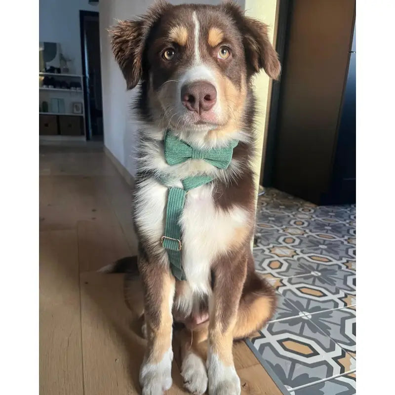 Kit Complet Chien Personnalisé Velours Côtelé Vert