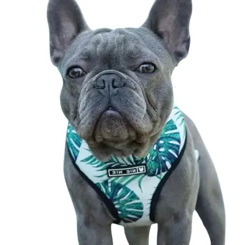 Chien portant un collier banda banda avec Breathable Harnais for Moyens Chiens Transparent Background