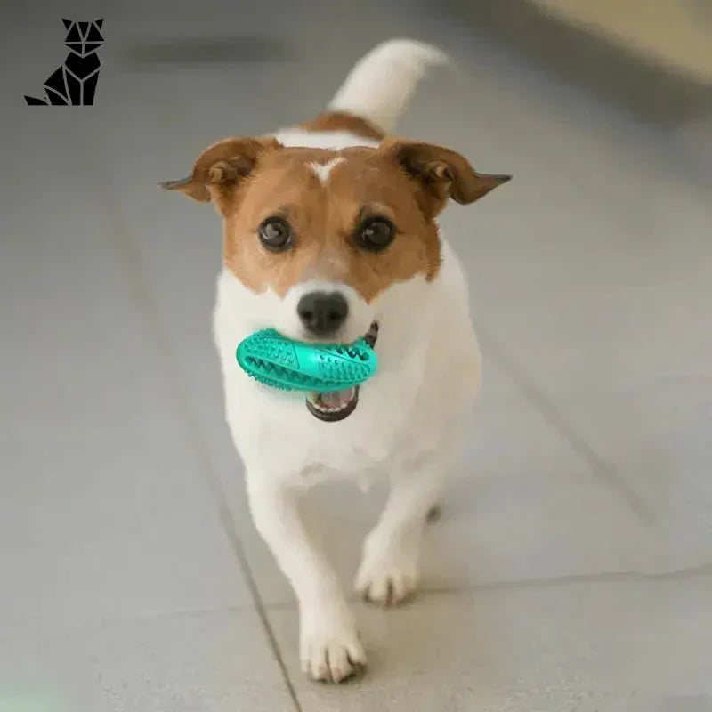 Un petit chien avec un jouet dans la gueule s’amuse avec la balle en caoutchouc durable d’un jeu éducatif en caoutchouc naturel