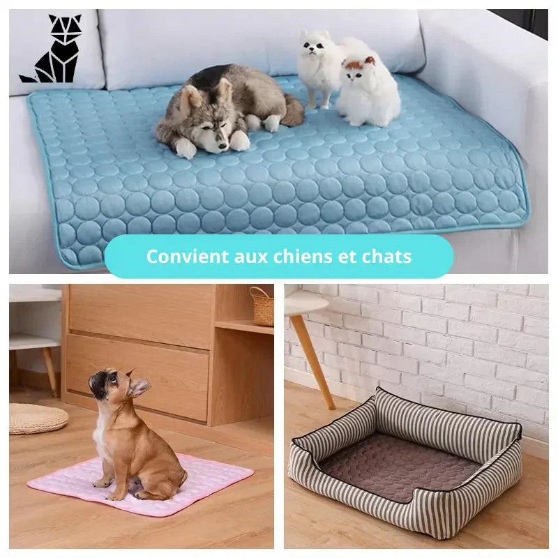 Quatre chiens sur lit et canapé utilisant un tapis rafraîchissant pour temps chaud